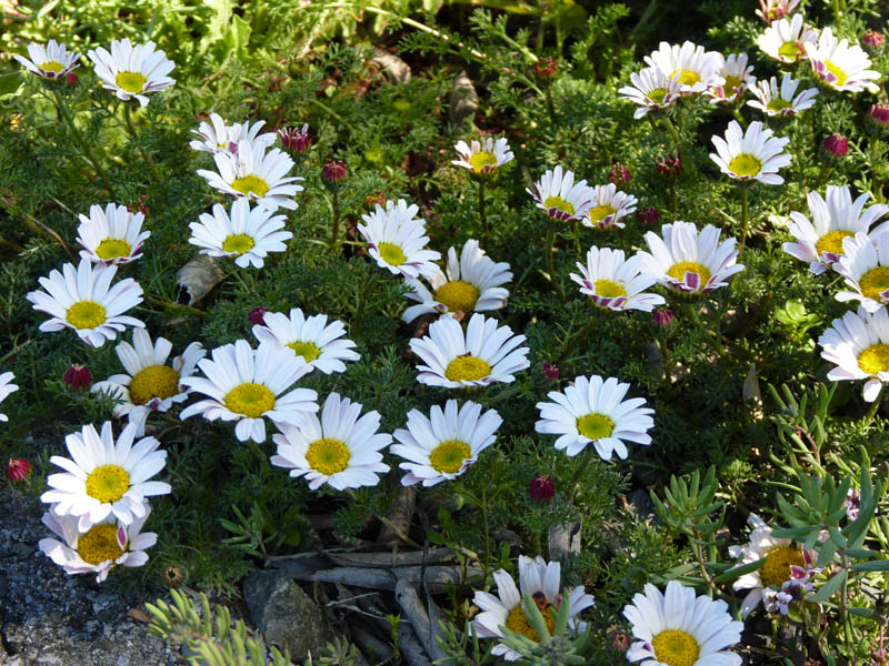 Anacyclus pyrethrum